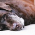  犬が亡くなる前に飼…