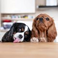 犬がよく見せる『ご…