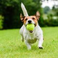 人が大好きな犬は遊…