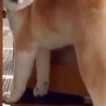 朝ごはんの時間にな…