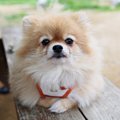 犬の飼い主が他人に…