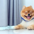 犬を夏に留守番させ…