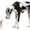 特定危険犬種につい…