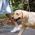 犬の散歩って何分す…