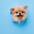 なぜ犬は『穴』が好…