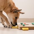 愛犬が『知育玩具で…