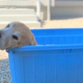 猛暑を乗り切れ！ど…