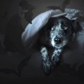 『犬には幽霊が見え…
