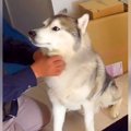 犬が『工事のおじち…