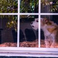 犬が窓越しに吠えて…