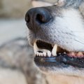 犬が『あごを震わせ…
