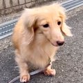 外に怯えてブルブル…