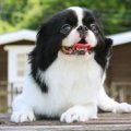 優しい性格を持つ犬…