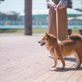 散歩中に子供が犬に…