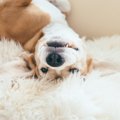 愛犬が皮膚病になら…