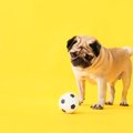 犬がすぐに飽きてし…