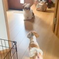 先住犬のトリミング…