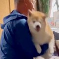 なぜか抱っこを嫌が…