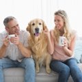犬が人と人の間に割…