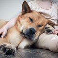 犬が『飼い主をエス…