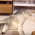 感情を尻尾に託して…