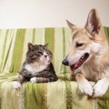 犬と猫が仲良く暮ら…