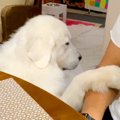 超大型犬の『なでな…