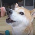 ちゅ〜るのように舐…