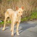 犬が野生動物や環境…