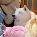 犬が眠気をこらえて…