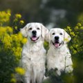 犬を幸せにする『５…