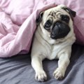 犬は寝る位置によっ…