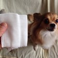 梅雨時期に多い犬の…