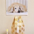 愛犬が亡くなったら…