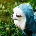 なんかゴメン…犬に洋…