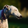 犬の花粉症を和らげ…