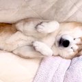 犬がまさかの場所で…