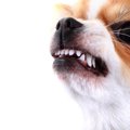 『飼い主を愛してい…