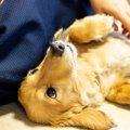 犬が愛情を感じる『…