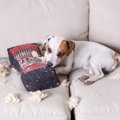 犬の飼い主が買うべ…