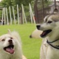 仲良しハスキーの『…