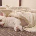 チワワ好き集まれ！…