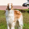 ボルゾイの体重につ…