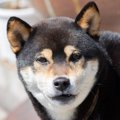 犬にするべきではな…