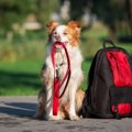 愛犬を災害から守る…