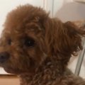 飼い主さんも大興奮…