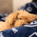 犬が寝ている時に必…