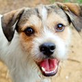 犬が『歯周病』にな…