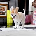 会社から『犬をカメ…