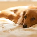 犬が『老いる前に経…
